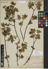 Foto von Salix myrsinifolia Salisb.